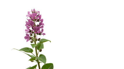 Obraz premium Close-up of a Delicate Light Purple Flower on Transparent Background