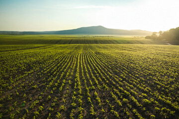 Landscape of cornfield seedlings at sunset with mountains on the horizon