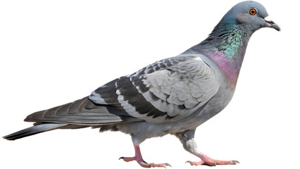 pigeon isolated on white background