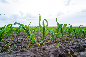 Young corn plants growing in fertile soil under cloudy sky, close up farmland view