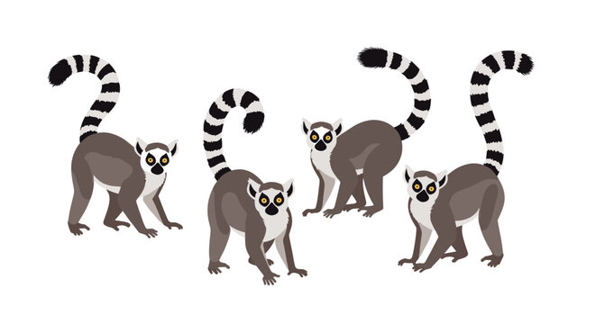 A group of ring tailed lemurs stand on a white background.