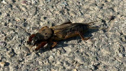 Mole cricket running along a field path