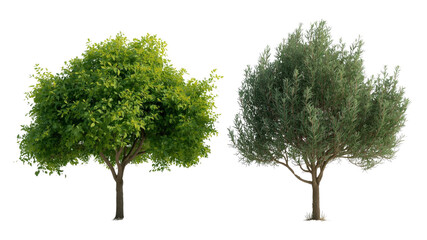 Two Isolated Trees Deciduous and Evergreen, Perfect for Landscaping Design and Composition