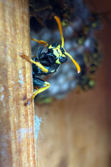 Wasp sitting on a wasp nest