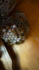 Wasp sitting on a wasp nest