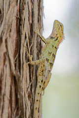 Close Up of Oriental Garden Lizard on Tree
