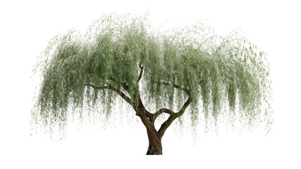 Weeping Willow Tree with Silver-Green Foliage, Isolated on Transparent Background