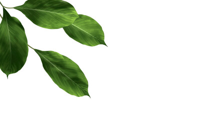 Fototapeta premium Lush Green Leaves on Transparent Background Nature's Elegance