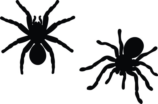 Vector silhouettes of two spiders, black tarantula insect illustrations, isolated arachnid shapes perfect for Halloween, science graphics, nature themes, or creepy decor