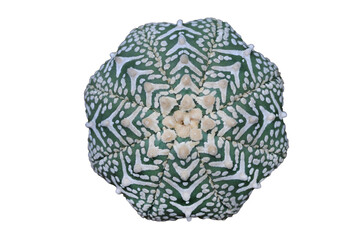 Top view of Astrophytum V type isolated on transparent background png file