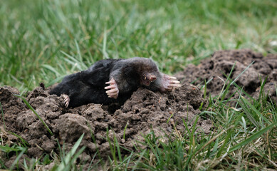 Mole crawling out of molehill above ground. Strong front paws used for digging runs underground. Mole trapping, pest control. Underground creatures damage lawn. Europaea talpa. High quality photo