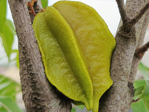 Vibrant Green Star Fruit Clinging to a Tree Branch.