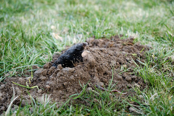 Mole crawling out of molehill above ground. Strong front paws used for digging runs underground. Mole trapping, pest control. Underground creatures damage lawn. Europaea talpa. High quality photo