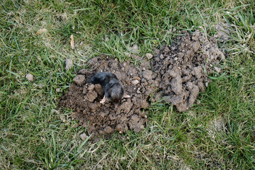 Mole crawling out of molehill above ground. Strong front paws used for digging runs underground. Mole trapping, pest control. Underground creatures damage lawn. Europaea talpa. High quality photo