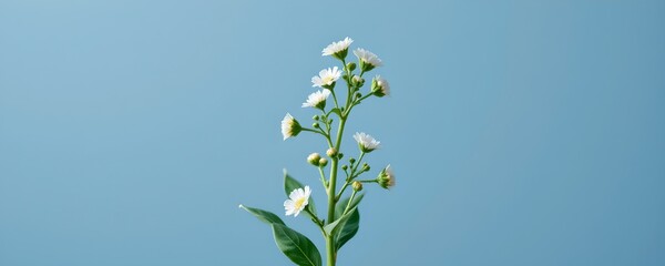 Daisy Sprig Against Blue Sky