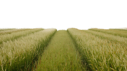 Serene Rows of Rice Paddy Field, Agricultural Landscape