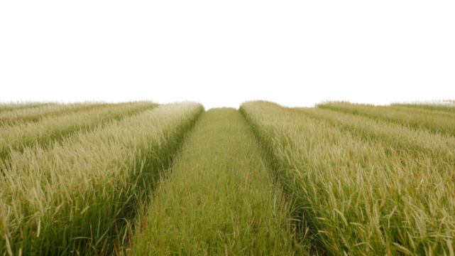 Serene Rows of Rice Paddy Field, Agricultural Landscape