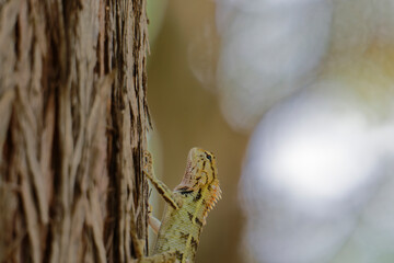 Macro Shot of Exotic Lizard on Bark