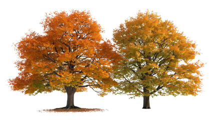 Two Majestic Autumn Trees Isolated on Transparent Background