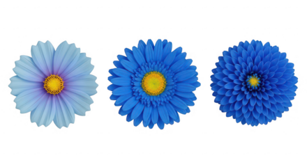 Three blue flowers isolated on transparent background, perfect for decoration
