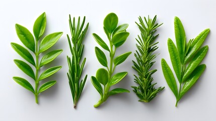 Fototapeta premium A variety of aromatic, organic herbs including rosemary, thyme, and other lush green leaves on a plain background.