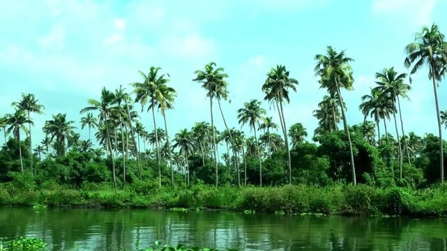Beautiful natural scenery seen while boating along the backwaters of Kochi, Kerala, India