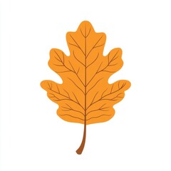Fototapeta premium Autumn reniform leaf illustration fall oak.
