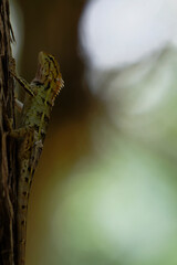 Camouflaged Lizard on Tree Trunk