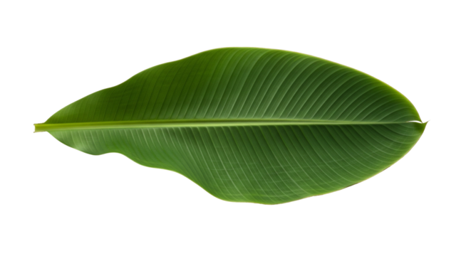 Single Green Banana Leaf with Central Vein on White Background

