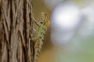 Exotic Garden Lizard Resting on Tree