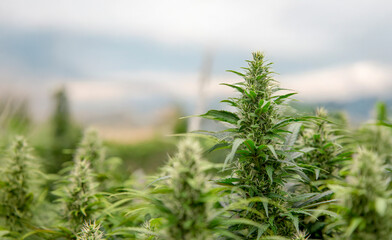 Medical marijuana plants grown indoors with artificial light in a controlled laboratory