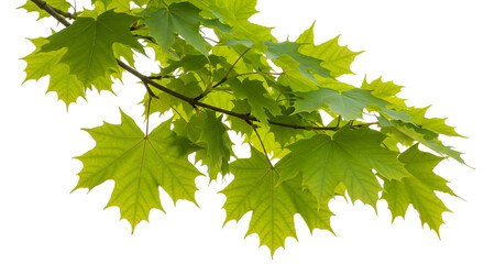 Green Maple Leaf Branch with Serrated Edges
