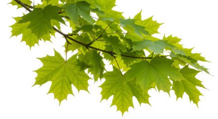 Green Maple Leaf Branch with Serrated Edges
