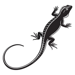 lizard isolated on white