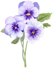 3 Purple Pansies Bouquet Watercolor Illustration on Isolated Background Clipart Hand Drawn and Painted