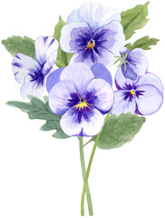 Purple Pansies Bouquet Watercolor Illustration on Isolated Background Clipart Hand Drawn and Painted