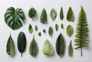 Assorted green leaves, varying in shape and texture, are arranged in neat rows against a bright white backdrop
