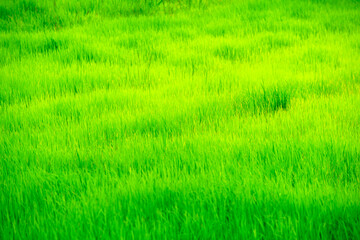 Lush Green Grass Field Under Bright Sunlight in Spring Season