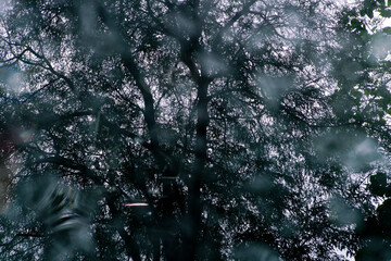 Reflection of a Tree Through Rainy Window with Blurred Background