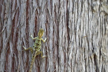 Exotic Garden Lizard Resting on Tree