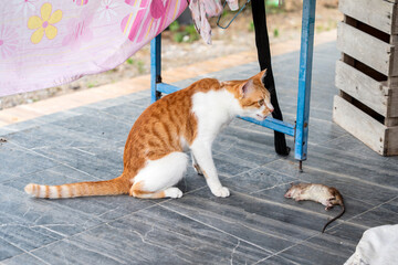 Cat thai naughty orange white tabby cat is playing with a dead mouse on floor tiles at front porch...