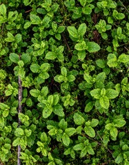 Fototapeta premium Close-up view of small, vibrant green plants