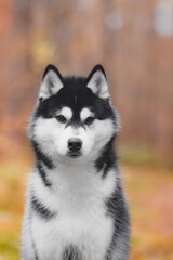 Sharp portrait Siberian husky with black white fur and piercing eyes. Animal captured outdoors against autumn forest backdrop with soft blur. Strong gaze expression emphasizes breed features 