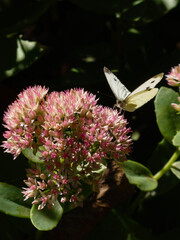 White Butterfly on a Pink Sedum