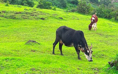 A peaceful rural scene showing two cows grazing on a vibrant green pasture. The foreground features a black and white cow with curved horns, while a brown and white calf feeds in the background.