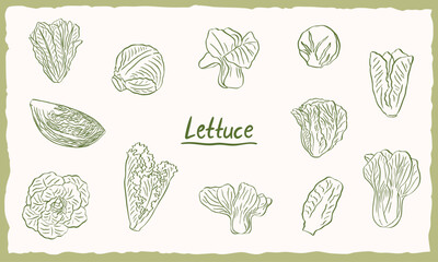 lettuce cabbage green vegetables illustration doodle hand drawn sketch collection