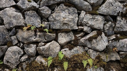 Close-up of a rustic stone wall covered with moss and small ferns, creating a natural texture and earthy atmosphere.