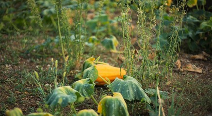 A single yellow or orange pumpkin is partially hidden among large green leaves and tall weeds in a garden patch. A low-angle shot with shallow depth of field, capturing the natural process of growth a