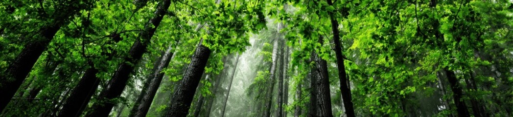 Looking up through a lush forest canopy, tree trunks rising towards a bright, hazy sky, creating a serene natural vista