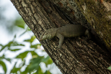 A large monitor lizard clings to the rugged bark of a tree in Chitwan National Park, Nepal. With its textured skin and sharp claws, this reptile blends seamlessly into the forest, showcasing the park